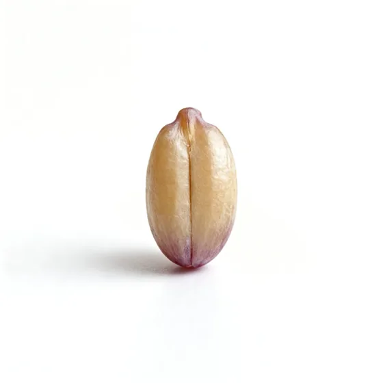 Grape seed
